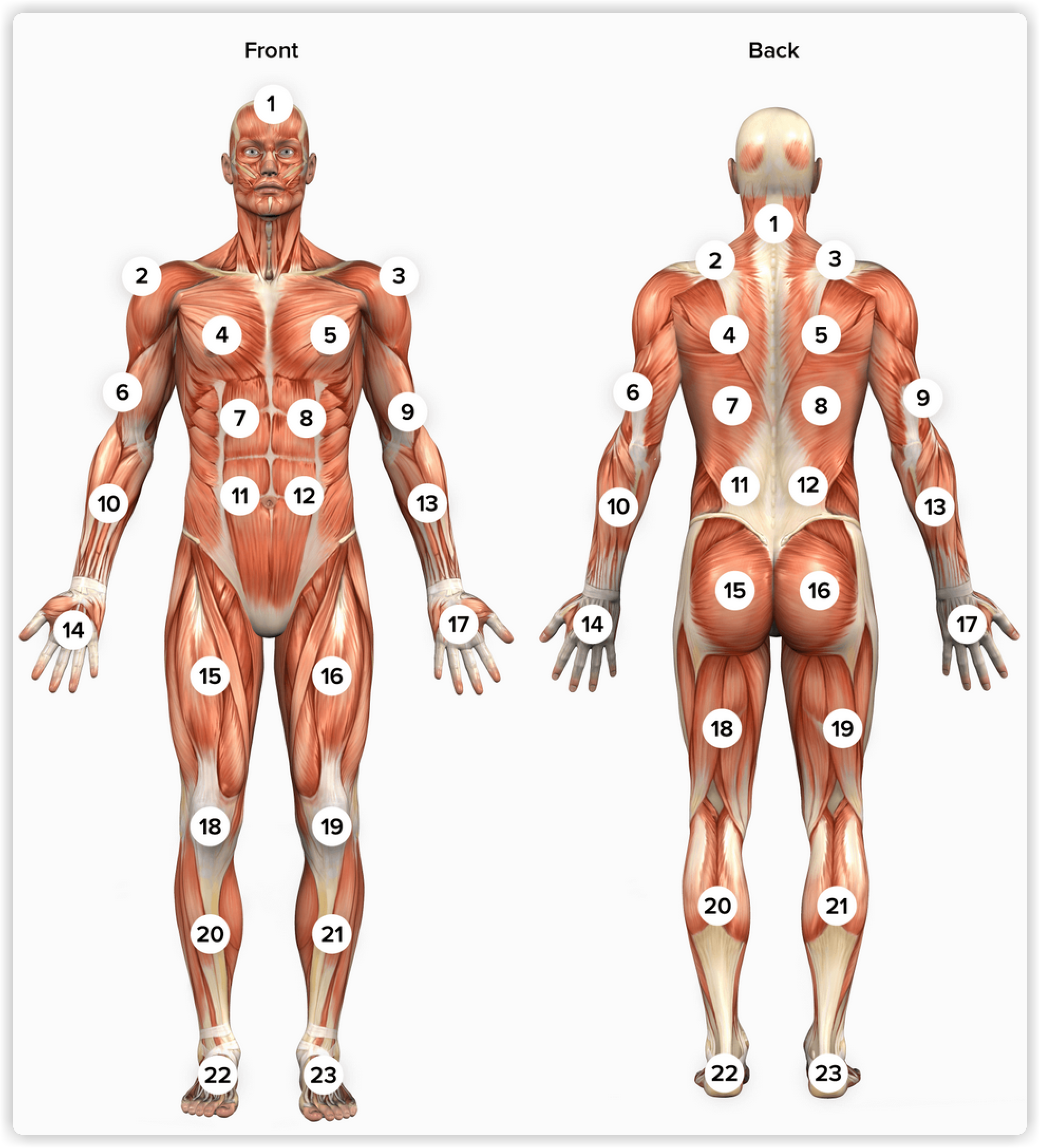 anatomy_template_2x.png